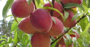 peaches on a tree