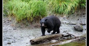 Black bear on log