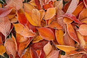 Autumn Leaves | Chestatee Ford in Dahlonega, GA