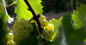 Green grapes on a tree