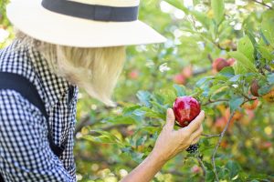 Woman picking apples